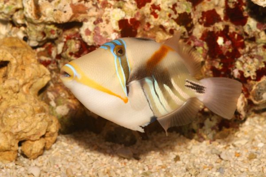 Rhinécanthus Aculeatus - ML