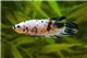 Betta mâle plakat calico XL