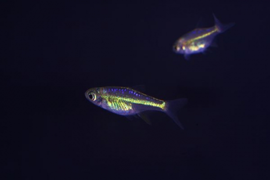 Microdevario kubotai (Microrasbora) 1,5-2 cm