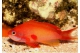 Pseud, Squamipinnis male - L