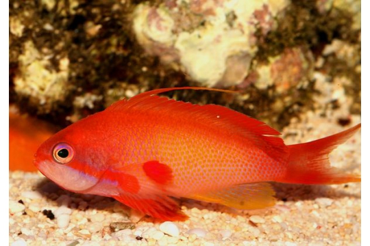 Pseud, Squamipinnis male - L