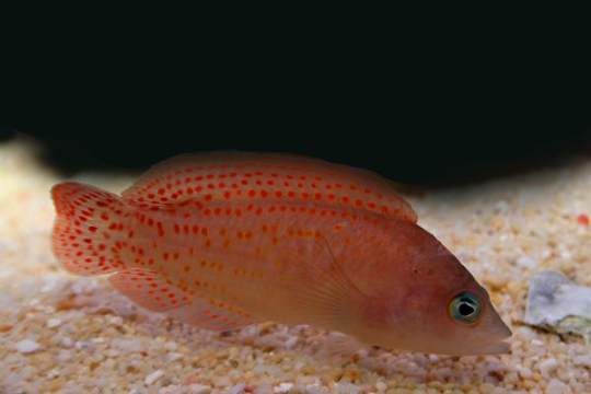 Pholidochromis cerasina - L