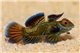 Synchiropus Splendidus élevage le cpl
