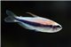 Inpaichthys kerri 2,8-3,5 cm