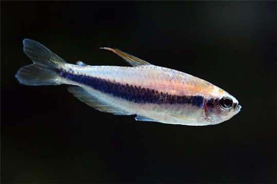 Inpaichthys kerri 2,8-3,5 cm
