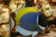 Acanthurus Leucosternon - 4-6