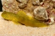 Cryptocentrus Cinctus elevage