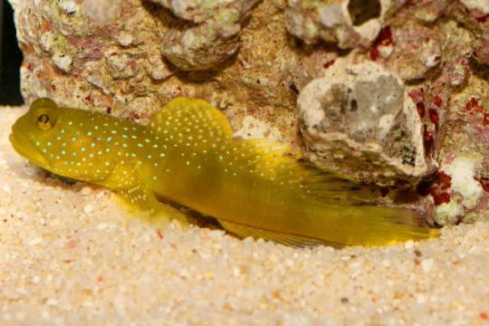 Cryptocentrus Cinctus elevage