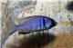 Placidochromis electra 4-5 cm