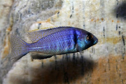 Placidochromis electra - 8-10.