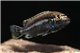Melanochromis auratus (les 10) - 6-8.