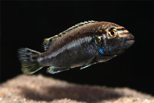 Melanochromis auratus (les 10) - 6-8.