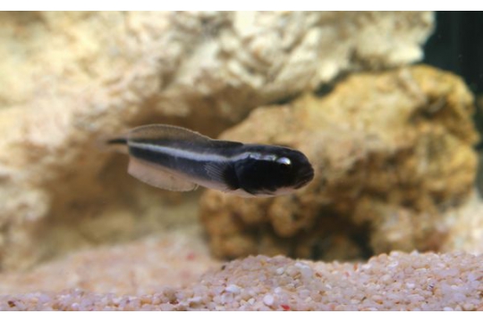 Pholidichtys Leucotaenia - S