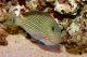 Acanthurus Lineatus - 4-6