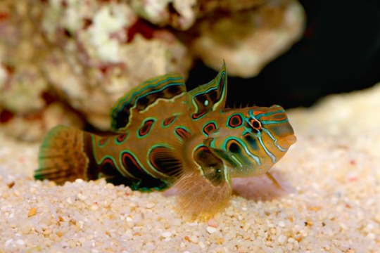 Synchiropus Picturatus elevage - S