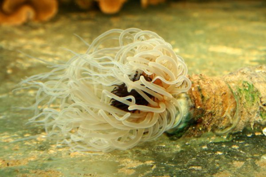 Cerianthe Varié - ML