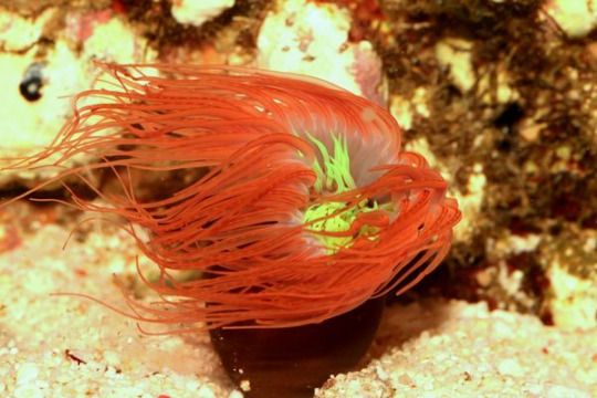 Cerianthe Orange - L