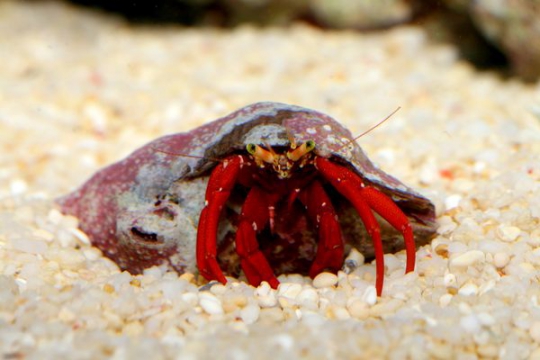 Bernard P.cadenati pattes rouges - S