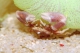 Crabe Anemone Neopetrolls.