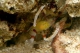 Stenopus Zanzibaricus - ML