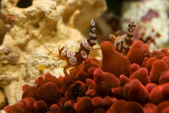 Crevette Thor amboneensis