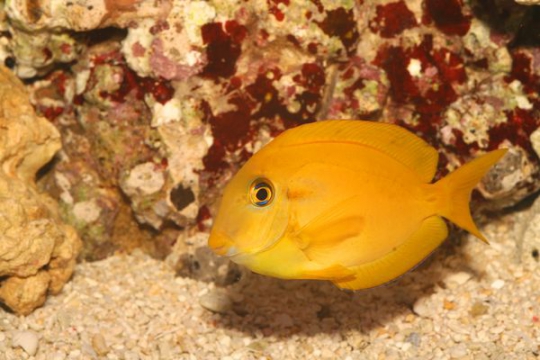 Acanthurus Olivaceus - 4-6