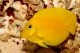 Acanthurus Pyroferus - 4-6