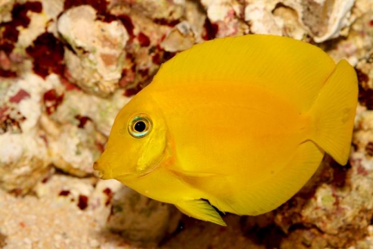 Acanthurus Pyroferus - 4-6