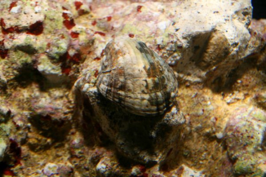 Escargot nettoyeur Nerita / Leporicyprea - S