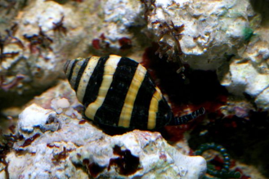 Escargot nettoyeur Engina mendicaria