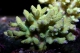 Acropora Colorée elevage - 4-5