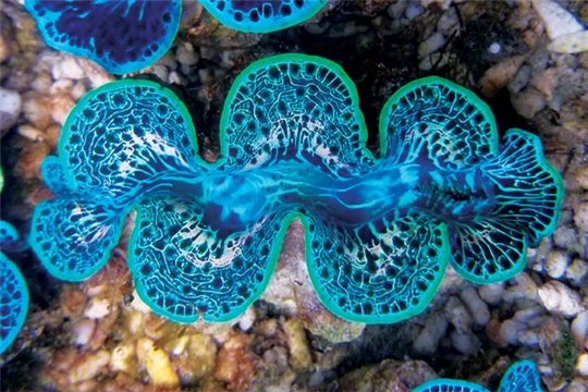 tridacna