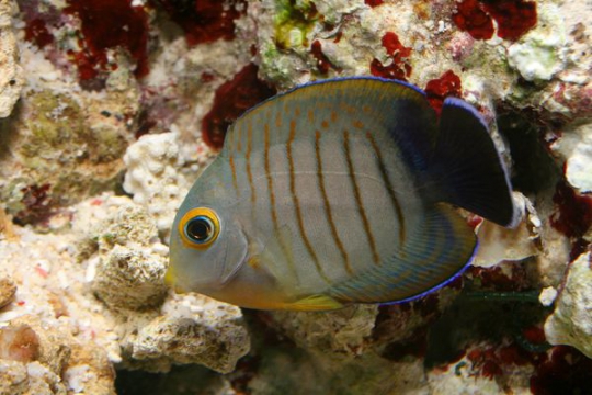 Acanthurus Tristis - 4-6