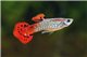 Guppy cobra rouge 3,5-4 cm