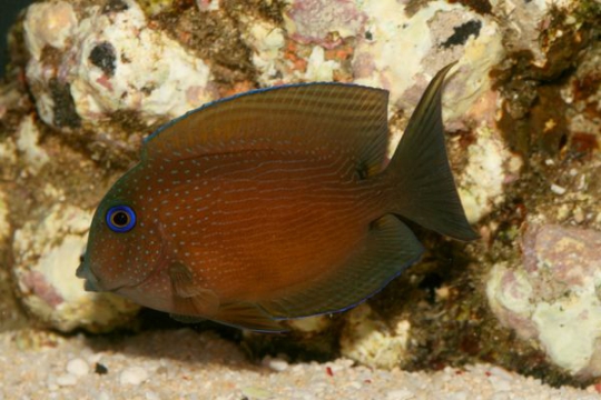 Ctenochaetus Binotatus - 7-9