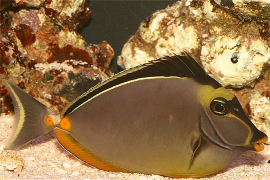 Naso Lituratus - 4-6