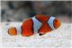 Amphiprion percula élevage 4-5 cm