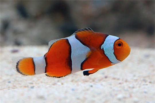 Amphiprion percula élevage 4-5 cm