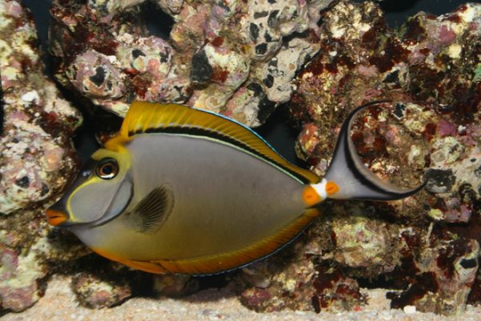 Naso Elegans - 10-15