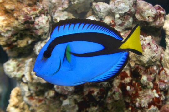 Paracanthurus Hepatus - 2-3