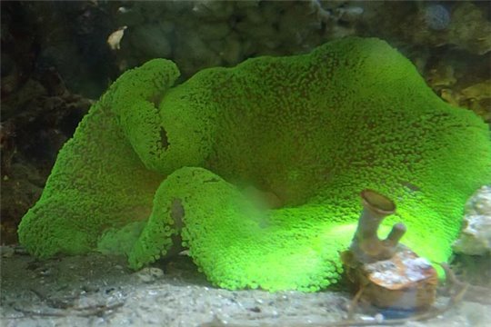 Stichodactyla verte fluo XL