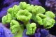 Caulastrea echinata vert super elevage - M