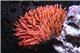 Anemone entacmea rouge ML