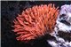 Anemone entacmea rouge élevage 6-9 cm