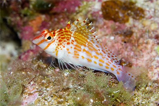 Cirrhitichthys falco 