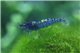 Crevette Neocaridina davidi blue velvet 1-1,5