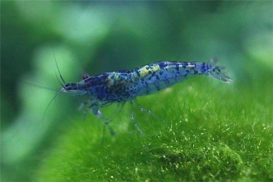 Crevette Caridina davidi "blue velvet" 1,6-2 cm