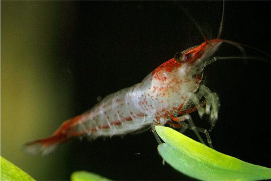 Crevette Neocaridina davidi "Rili red" 1,6-2 cm