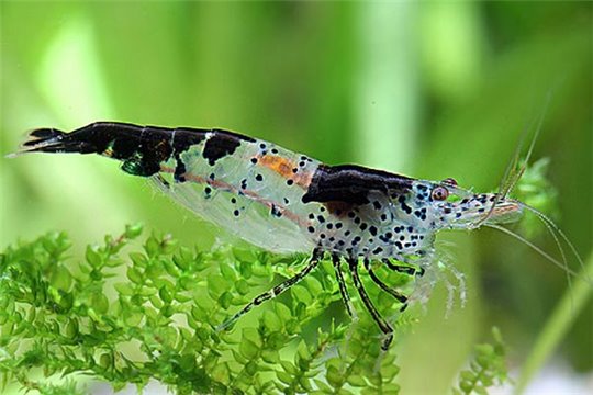 Crevette Neocaridina davidi "rilicarbon" 1-1,5 cm