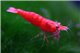 Crevette Carid. heteropoda sakura red 1,6-2 cm